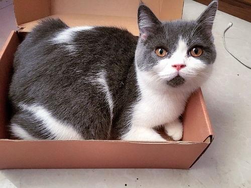 八哥在微博爆料视频在线观看,揭秘幕后真相，带你一探究竟